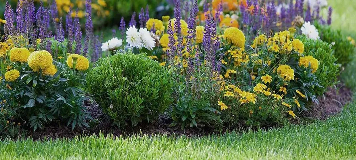 Flower bed with yellow, purple and white seasonal color
